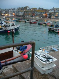 Mackerel landed at Smeaton's Pier, St Ives. Photo Anna Chen