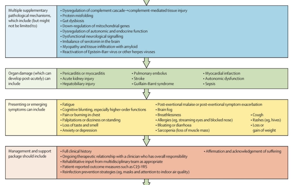 Brain and immunity damage, Covid pathology, presentation & symptoms, The Lancet August 2024