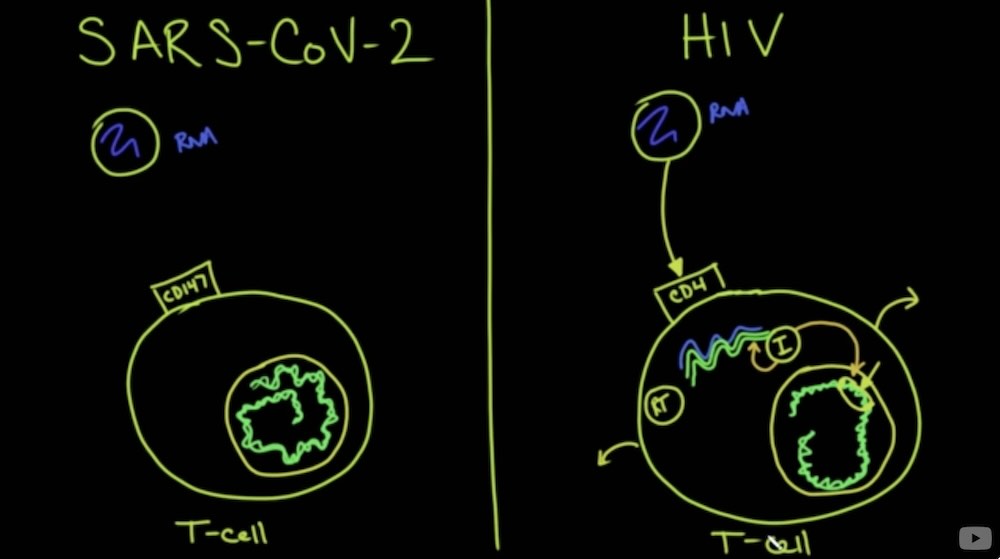 How COVID-19 Infection Attacks The Immune System & Differs From HIV Medcram April 2020